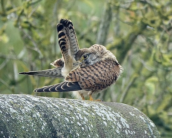 kestrel